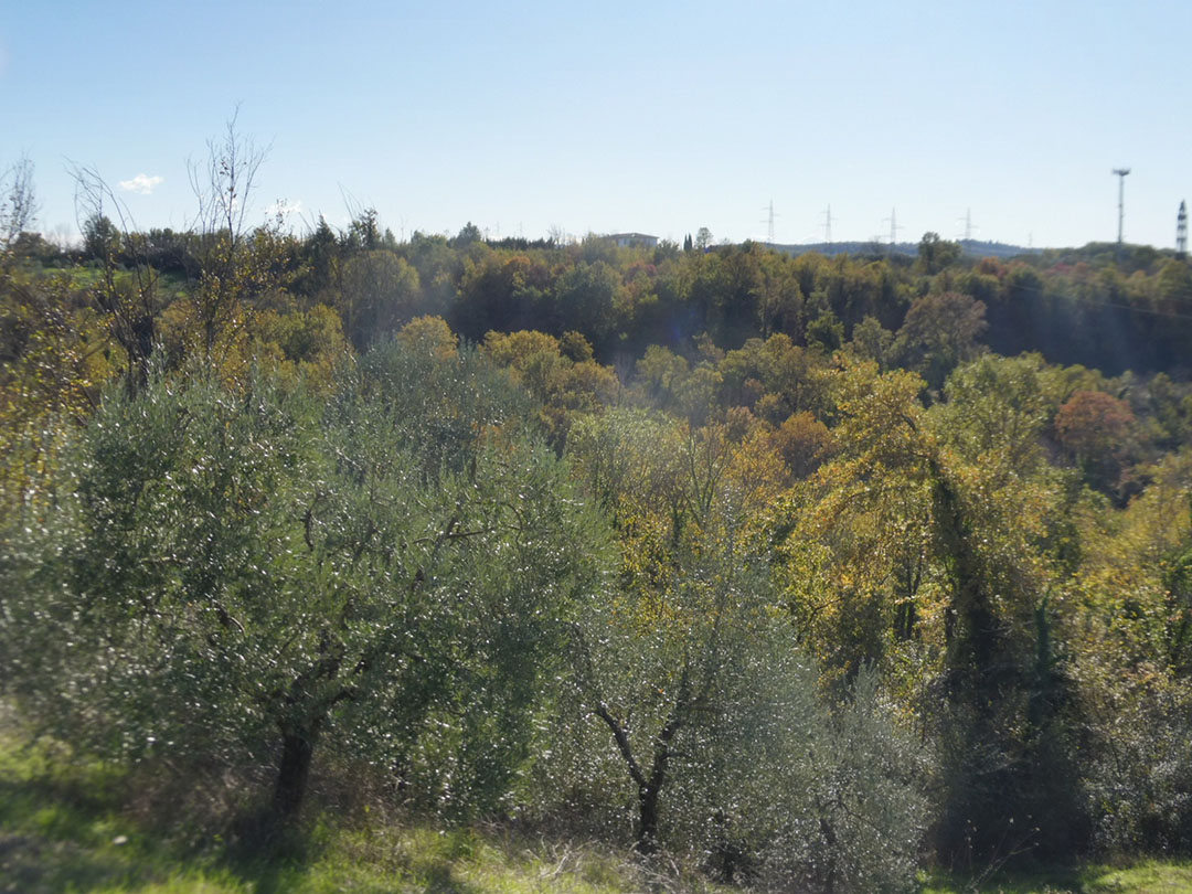 Aste   Terreni Agricoli  - Terreni a Terranuova Bracciolini a località Celle 2 - Lotto 11